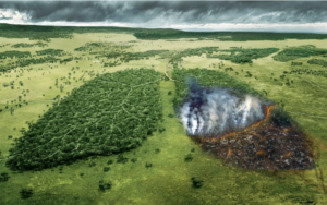 Novo alerta: Amazônia pode deixar de absorver carbono e agravar crise climática global