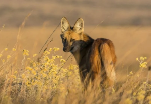 Cerrado perde biodiversidade em ritmo acelerado e pode enfrentar colapso ecológico
